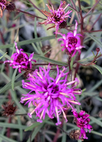 Vernonia hybrida 'Summer's Swan Song'